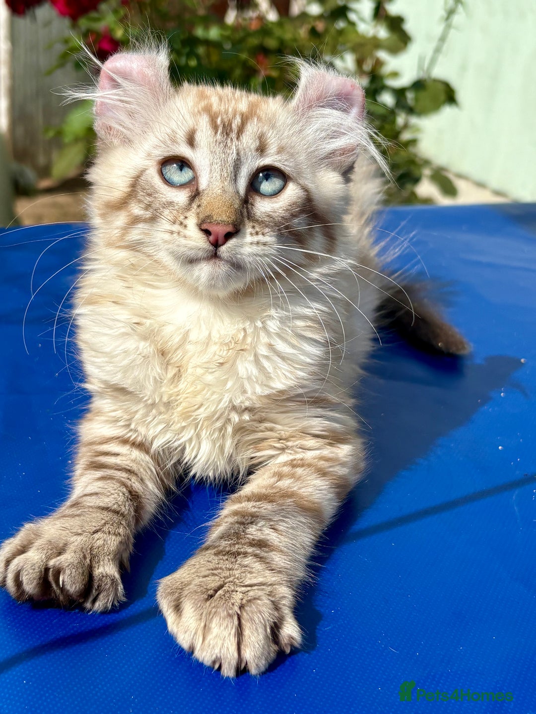 Keetso cats for sale: Stunning polydactyl longhaired snow leopard Keetso - Image 13