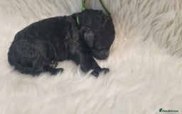 Standard Poodle dogs for sale: Exceptional Health Tested Puppies Due - Advert 24