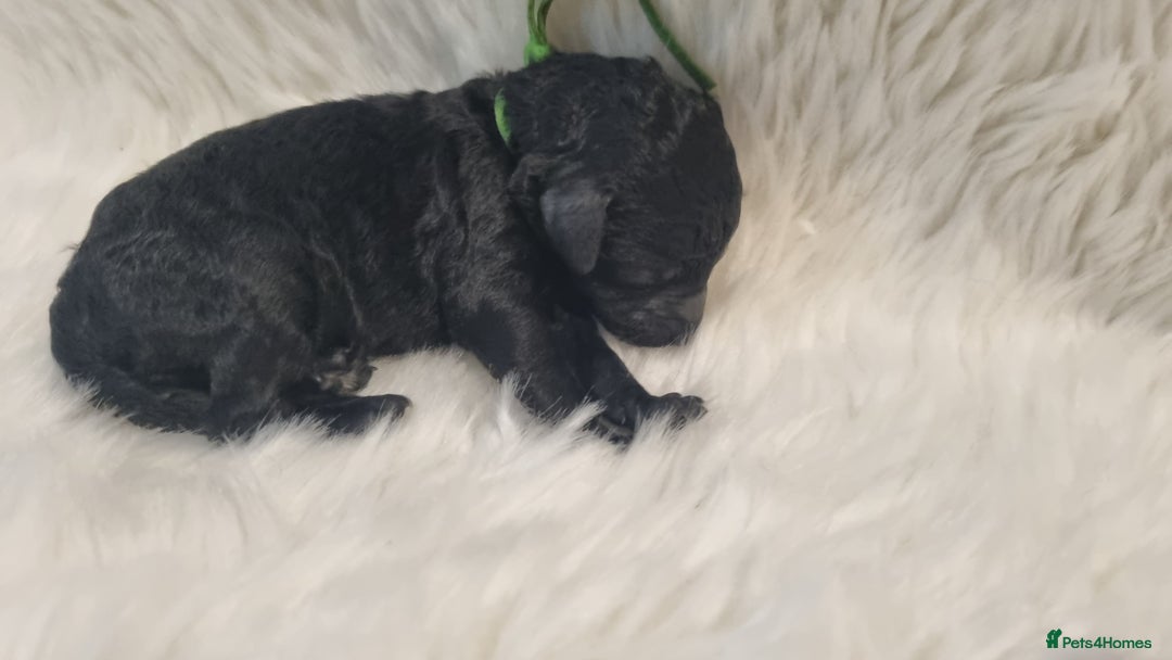 Standard Poodle dogs for sale: Exceptional Health Tested Puppies Due - Advert 24