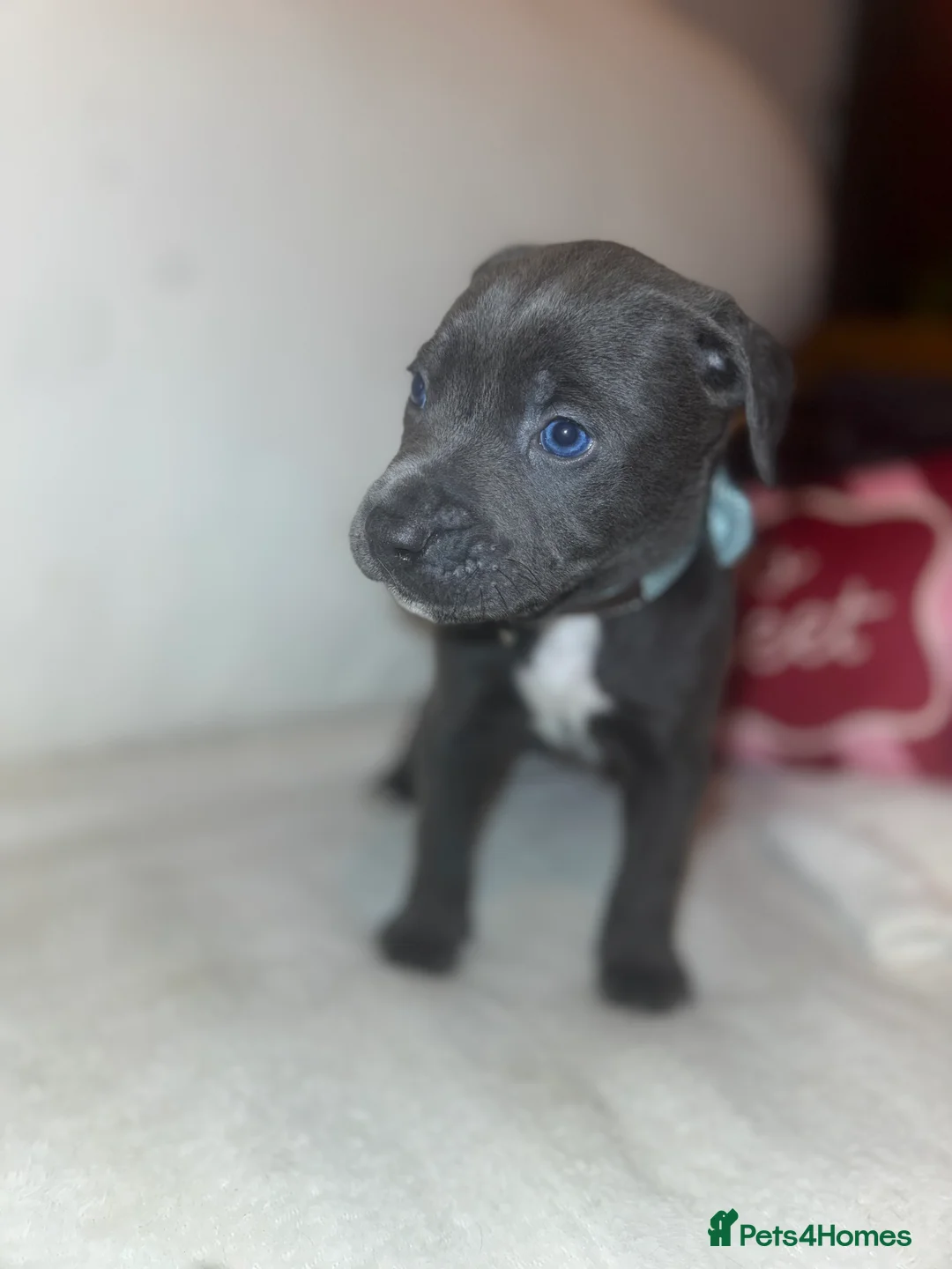 Cane Corso dogs for sale: Outstanding cane corso pups 🐶  - Advert 25