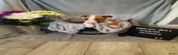 English Bull Terrier dogs for sale: 🐾✨ STUNNING ENGLISH BULL TERRIER PUPPIES ✨🐾 - Advert 4