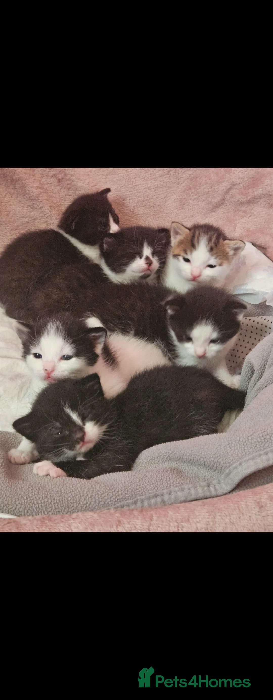 British Shorthair cats for sale: Kittens from loving home looking for their person  in Rochester - Advert 9