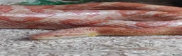 Corn Snake reptiles for sale: 5 years old corn snake in Norwich - Advert 4