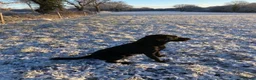 Labrador Retriever dogs for sale: Labrador pups  - Advert 8