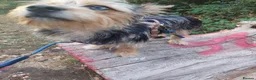 Chorkie dogs for sale: Beautiful Boy looking for his forever home  - Advert 5