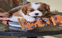 Cavalier King Charles Spaniel dogs for sale: Gorgeous pure Cavalier King Charles Spaniel Pup - Image 4