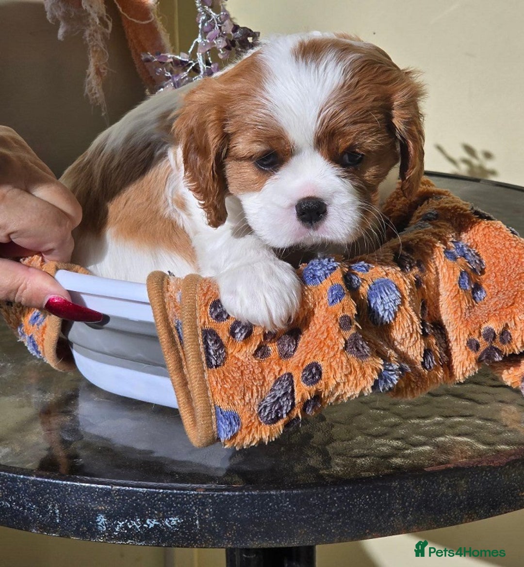 Cavalier King Charles Spaniel dogs for sale: Gorgeous pure Cavalier King Charles Spaniel Pup - Image 4