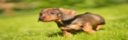 Dachshund dogs for sale: READY NOW Wire Haired Dachshunds Teckles  - Advert 4