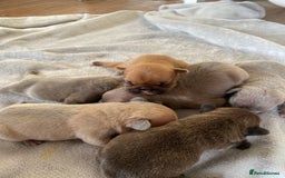 French Bulldog dogs for sale: French bulldog pups  - Image 7