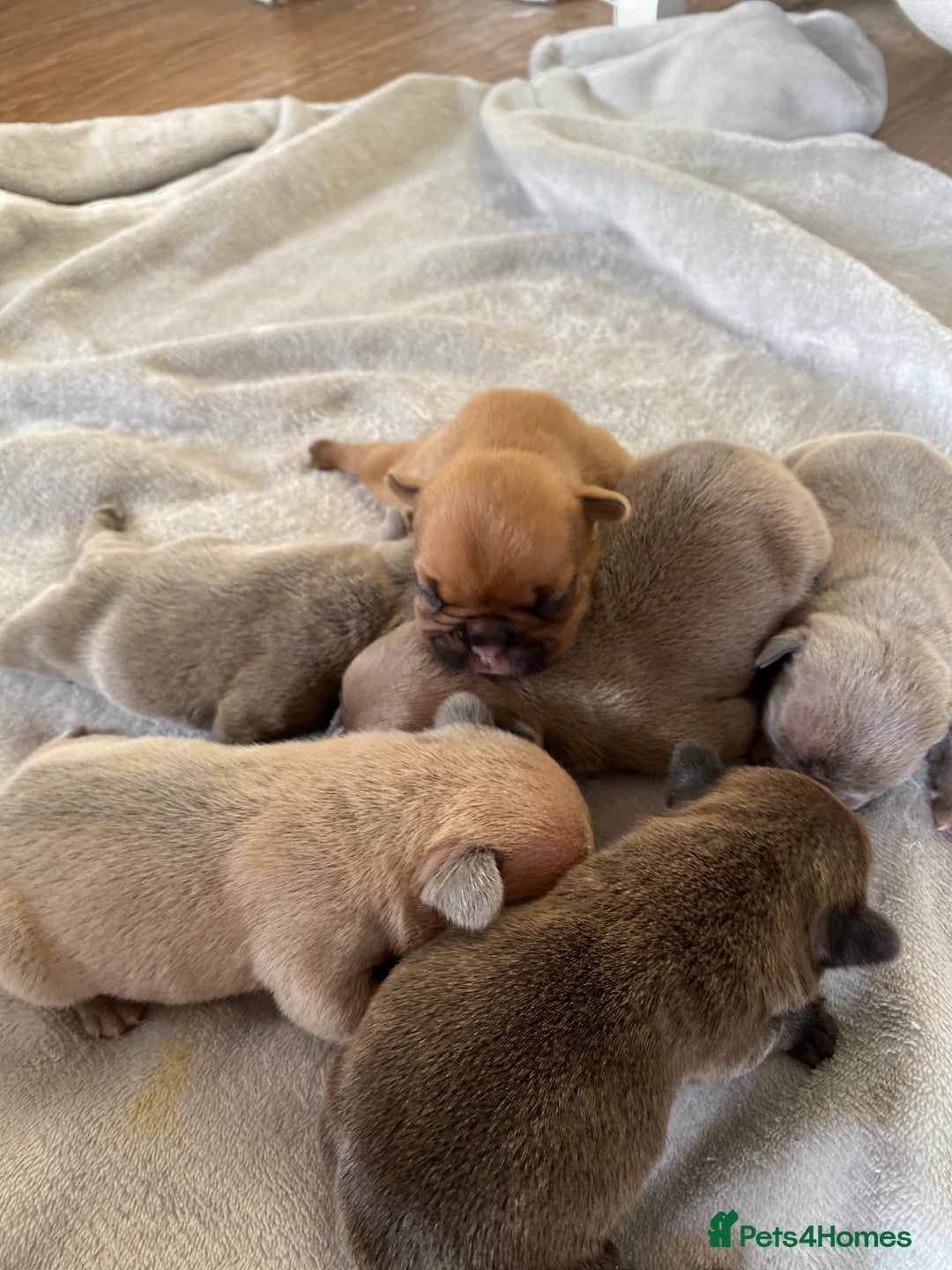 French Bulldog dogs for sale: French bulldog pups  - Image 7