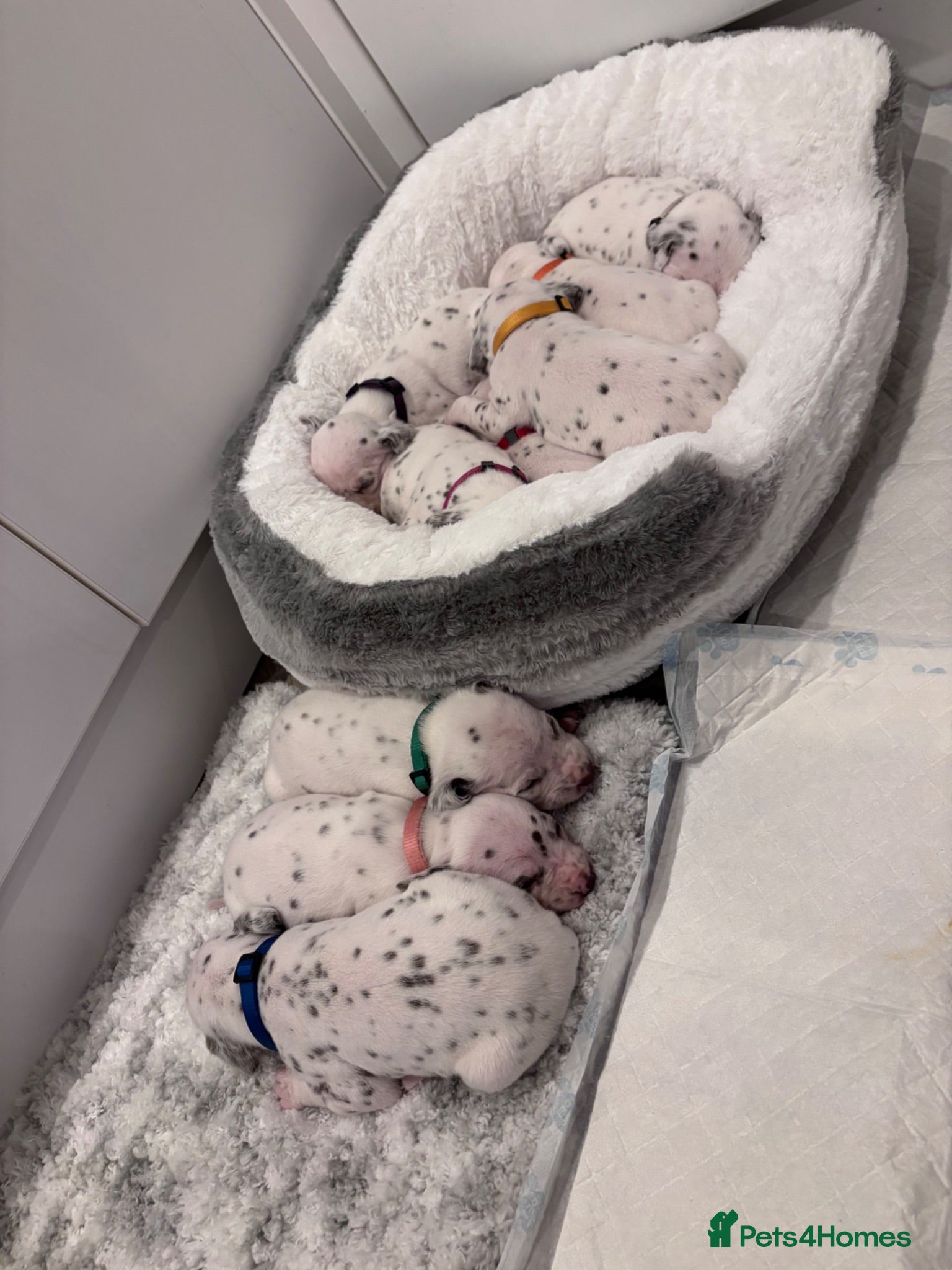 Dalmatian dogs 😍Gorgeous KC Registered Liver spotted Dalmatians. - Advert 8