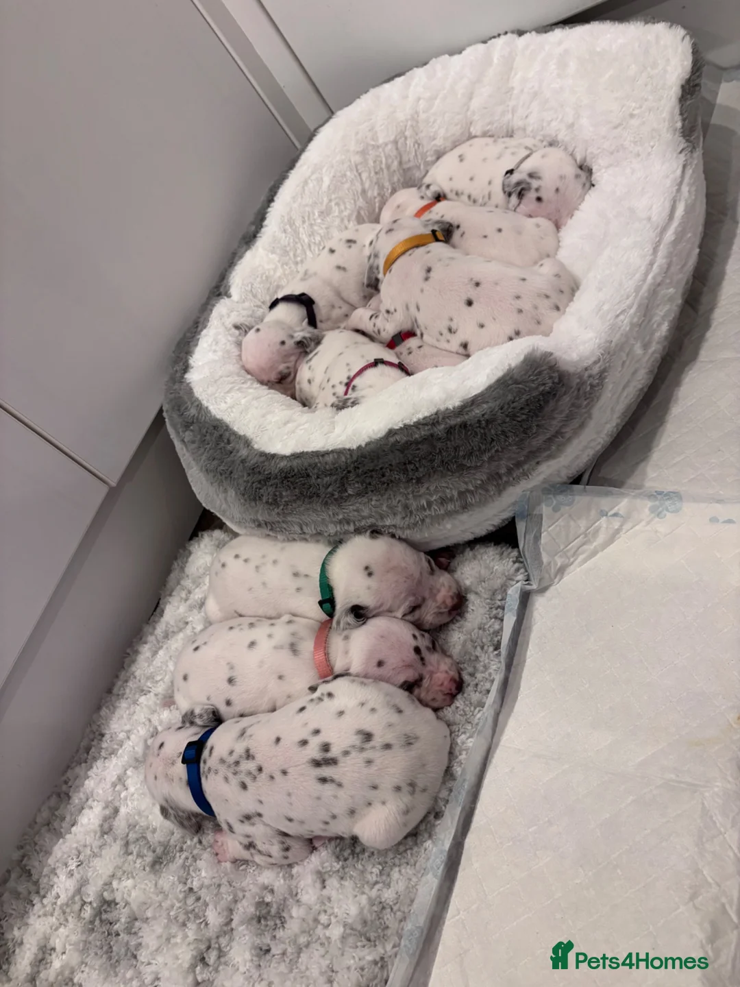 Dalmatian dogs for sale: 😍Gorgeous KC Registered Liver spotted Dalmatians. - Advert 1
