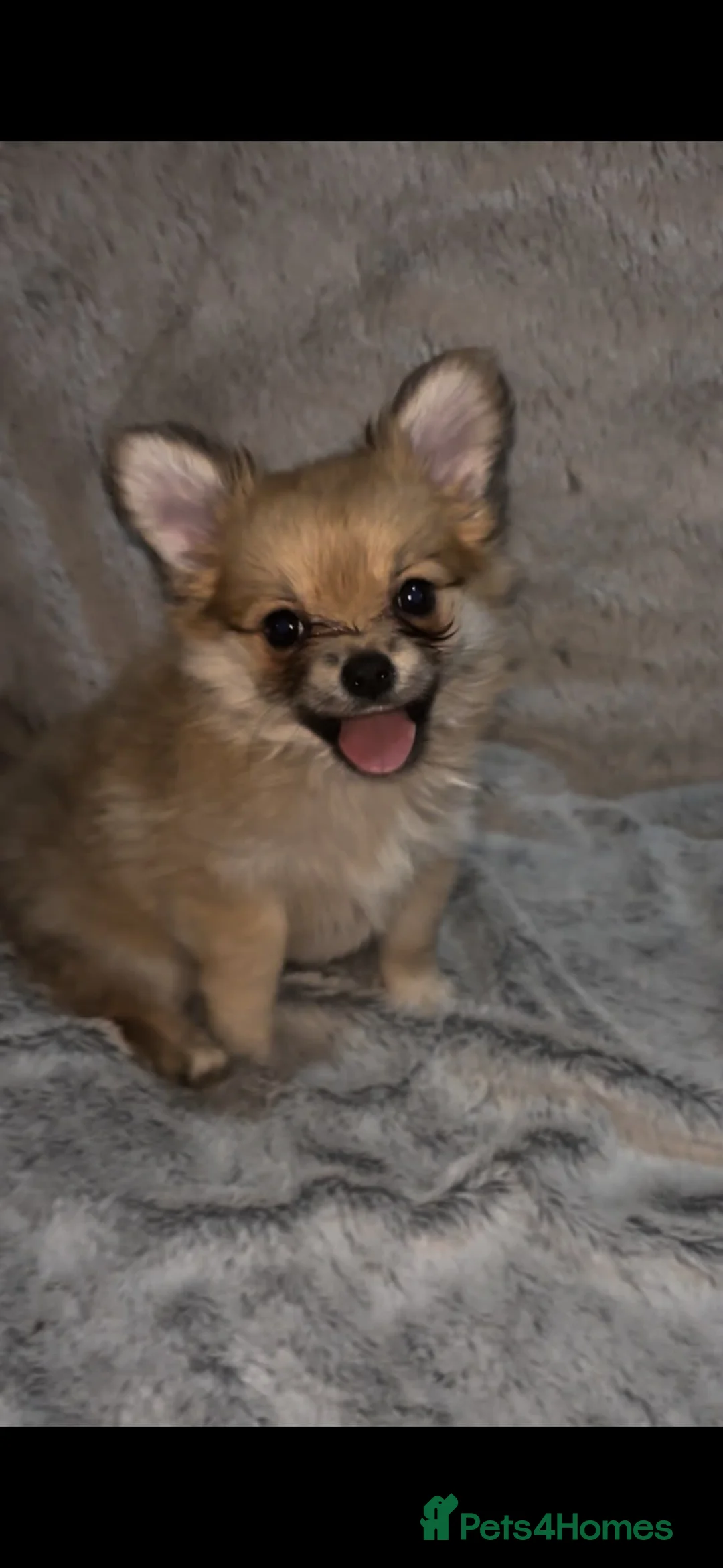 Pomchi dogs for sale: Beautiful Pomchi puppies  in Peterborough - Advert 2