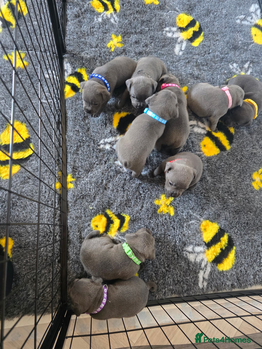 Staffordshire Bull Terrier dogs for sale: Kc Blue staffordshire bull terrier puppies - Image 16