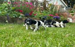 English Springer Spaniel dogs for sale: English Springer Spaniel Puppies for Sale - Image 2