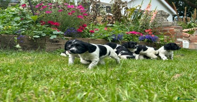 English Springer Spaniel dogs - Advert 1