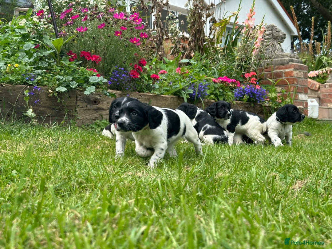 English Springer Spaniel dogs for sale: English Springer Spaniel Puppies for Sale - Image 2