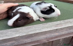 Guinea Pig rodents for sale: 2 male 1 female  - Image 2