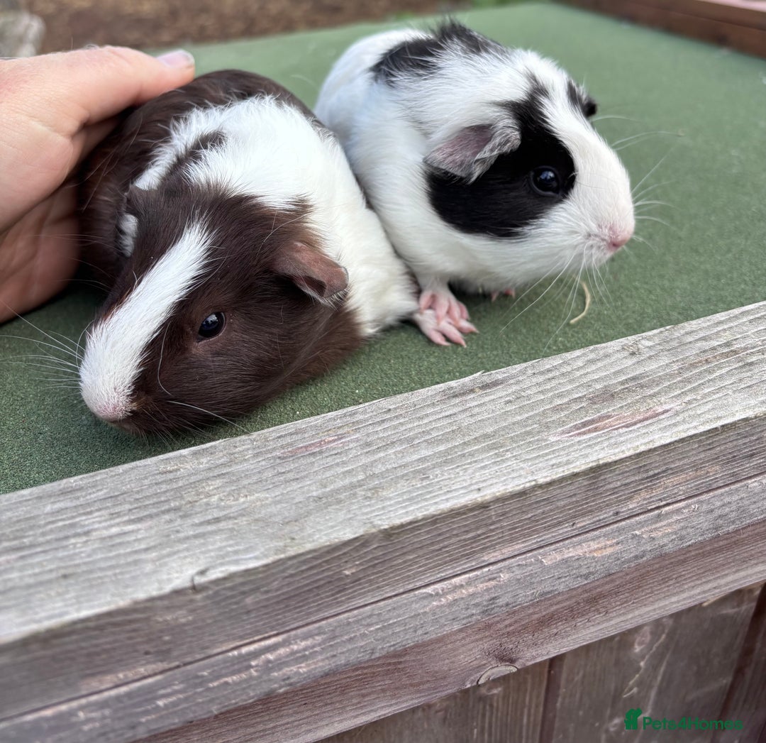 Guinea Pig rodents for sale: 2 male 1 female  - Image 2