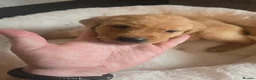 Labrador Retriever dogs for sale: Kc Reg Dark Fox Red & Light Red Lab Pups - Advert 27