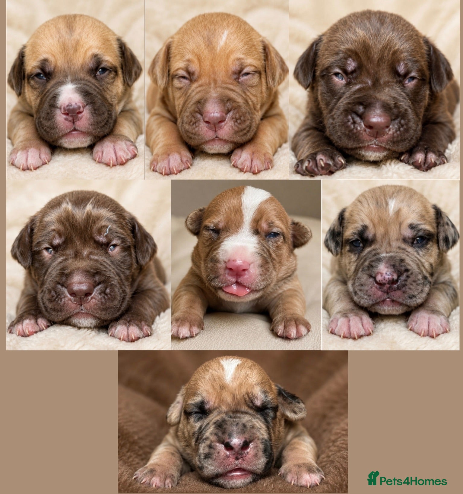 Mixed Breed dogs North American mastiff X boerboel  - Advert 1