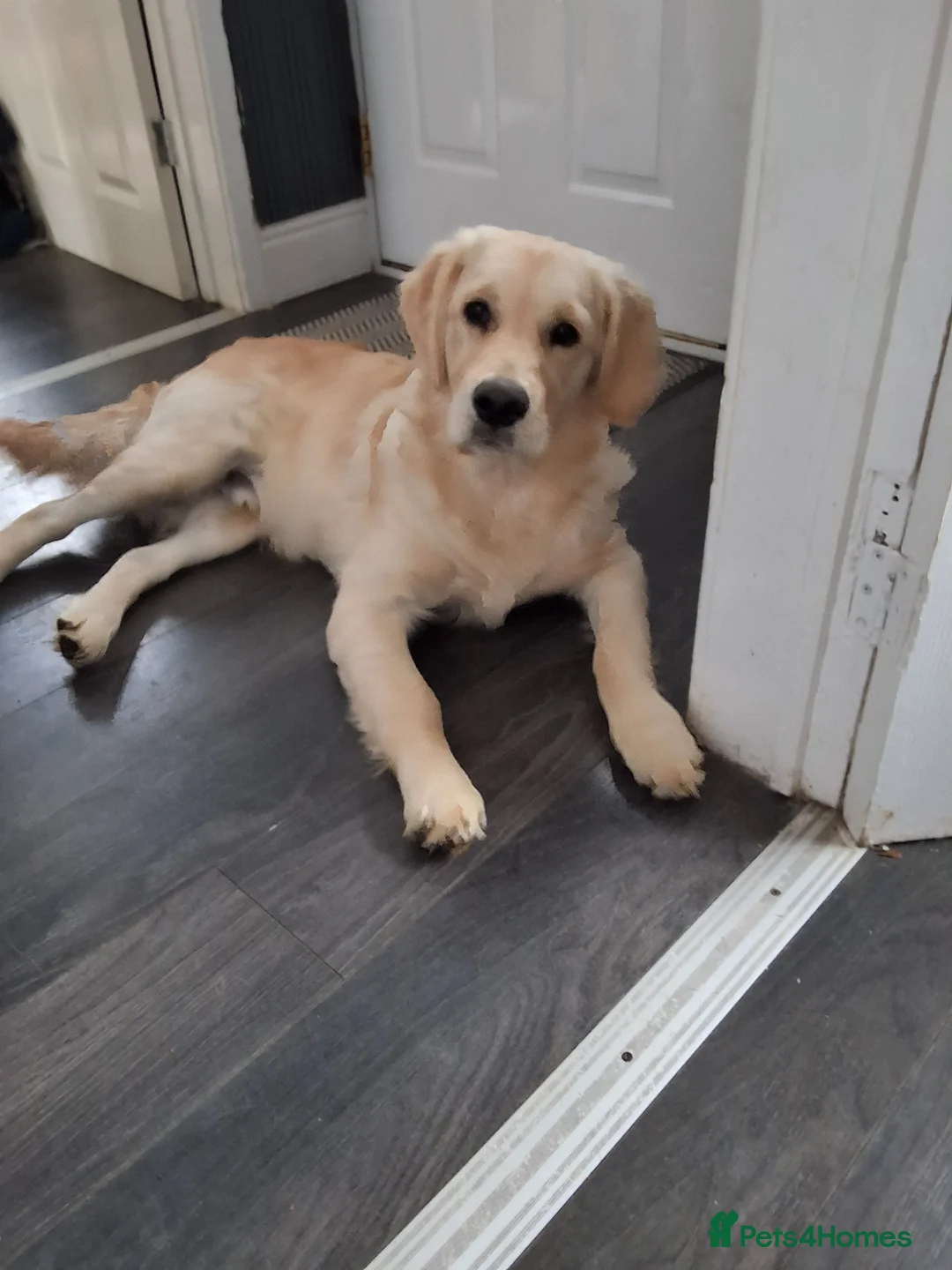 Golden Retriever dogs for sale: Golden retriever puppy in Evesham - Advert 2