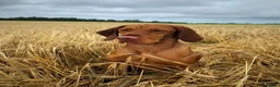 Hungarian Vizsla dogs for sale: Stunning KC registered Hungarian Vizsla Puppies  - Advert 7