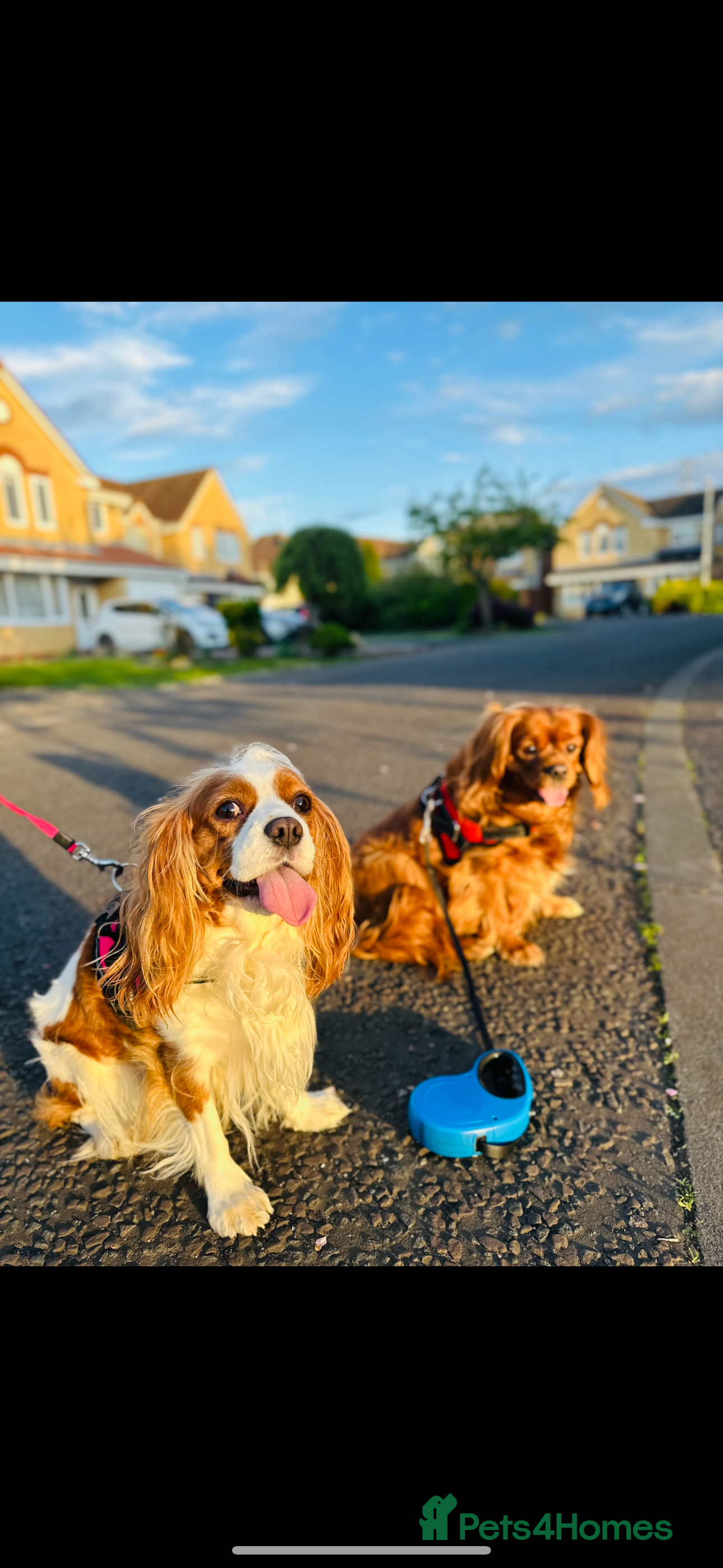 Cavalier King Charles Spaniel dogs Looking to Rehome my beloved girls. - Advert 1
