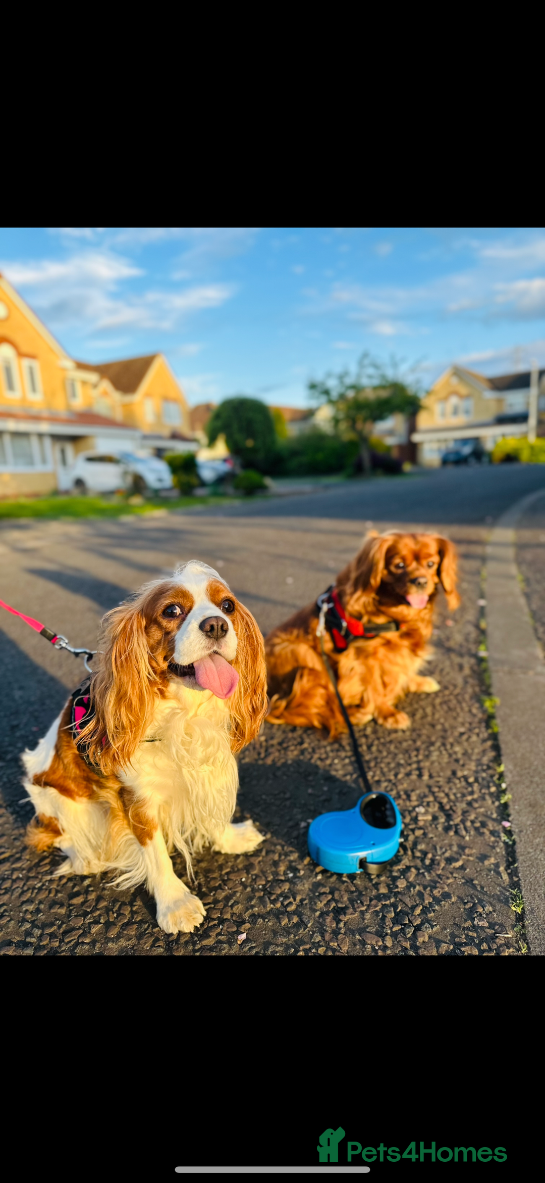 Cavalier King Charles Spaniel dogs for sale: Looking to Rehome my beloved girls. - Image 1