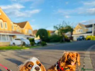 Cavalier King Charles Spaniel dogs Looking to Rehome my beloved girls. - Advert 2