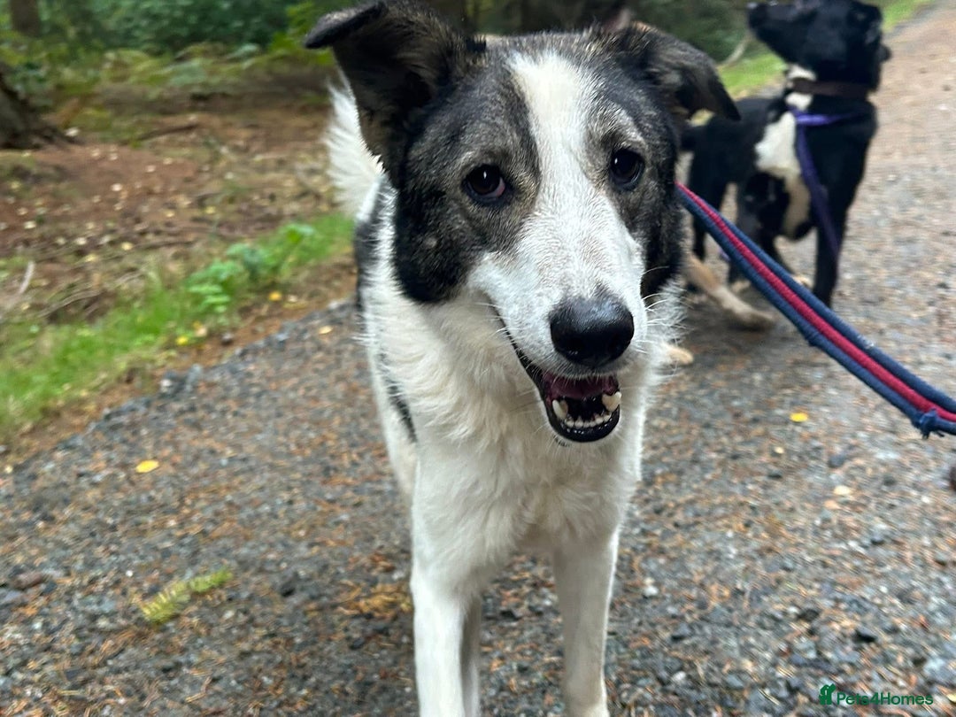 Mixed Breed dogs for adoption: Matteo - Norwich Norfolk  - Image 22