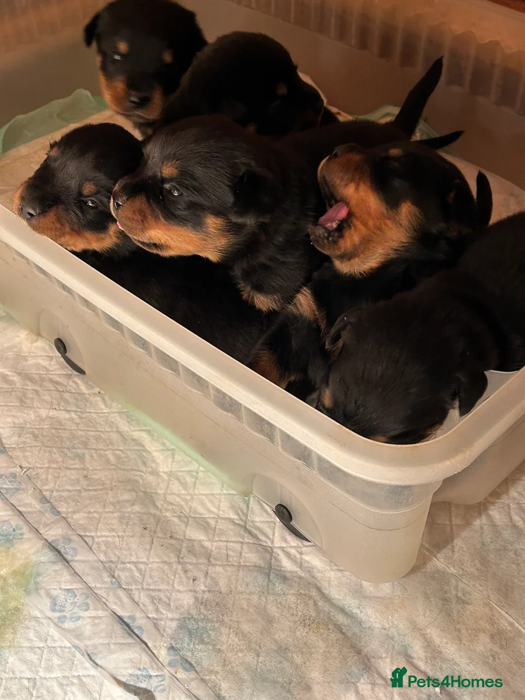Rottweiler dogs for sale: Champion  bloodline Rottwiler Puppies  - Advert 24