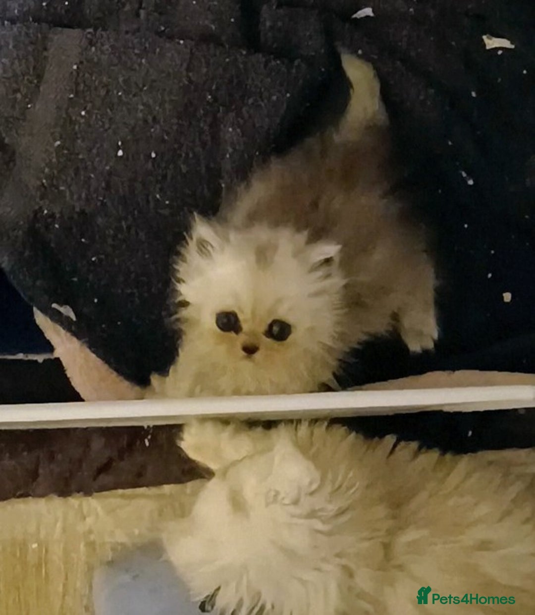 Persian cats for sale: Shaded Persian kittens ready soon - Advert 3