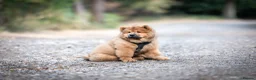 Chow Chow dogs for sale: Beautiful Red Chow Chow Puppy 🐻❤️ - Advert 2