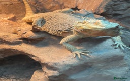 Bearded Dragon reptiles for sale: Henry Bearded dragon  - Image 2