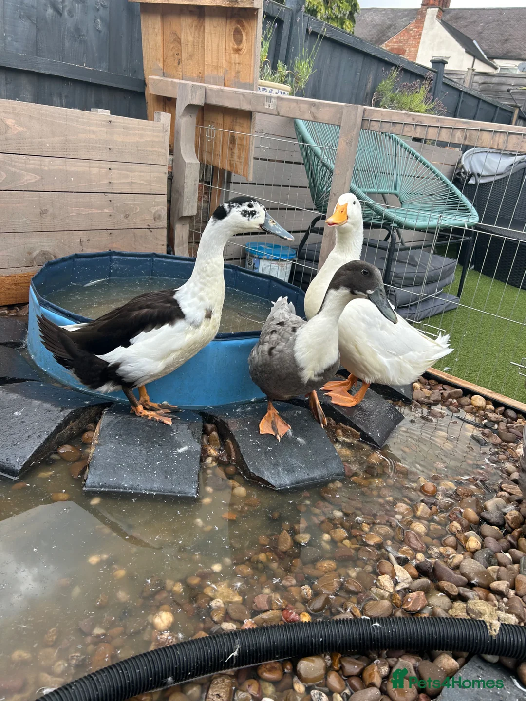 Ducks poultry for sale: Drake for rehoming  in Wigston - Advert 1