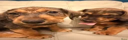 Mixed Breed dogs for sale: Last Gorgeous Boy Remaining  - Advert 4