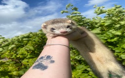 Ferret rodents for sale: Ferret for sale  - Image 2