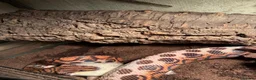 Boa Snake reptiles for sale: Brazilian Rainbow Boa and glass terrarium - Advert 5