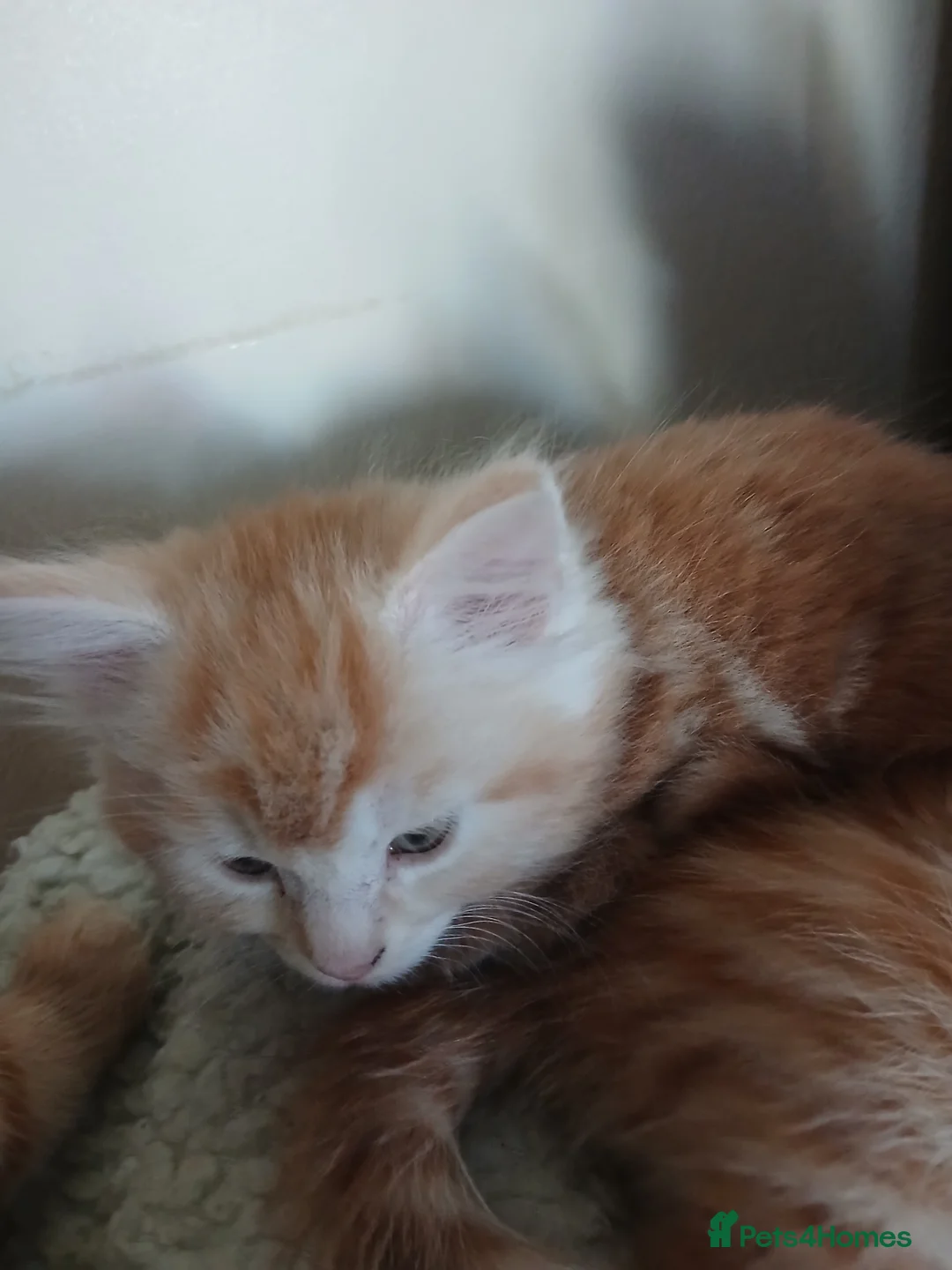 Mixed Breed cats for sale: 5 Beautiful kittens ready now - Advert 12