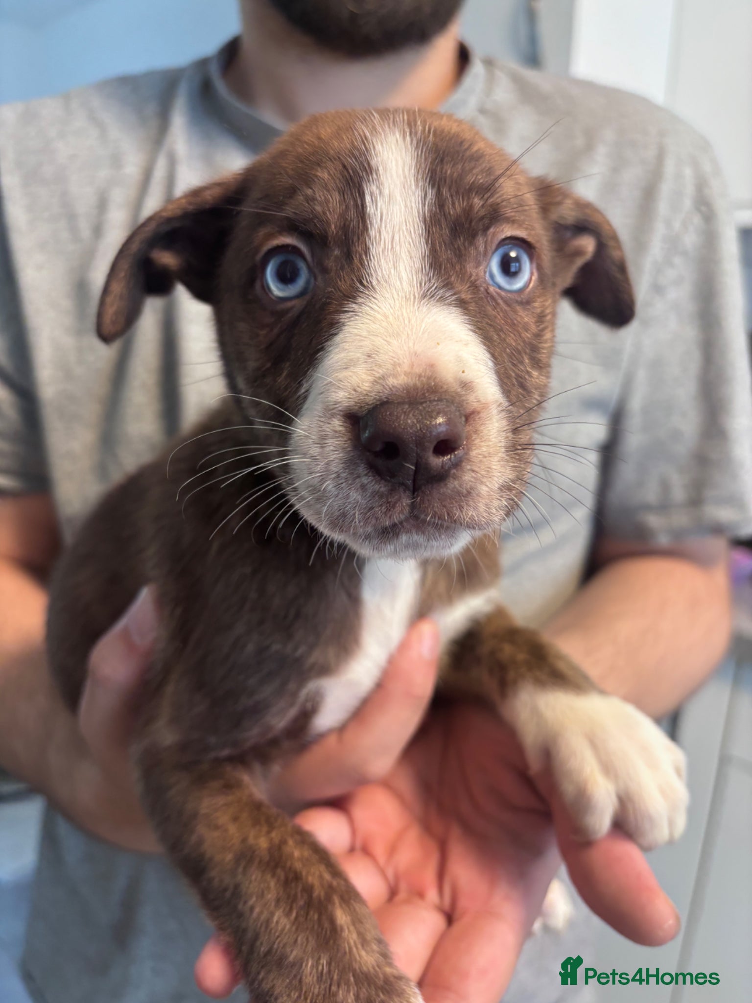 Mixed Breed dogs *4 LEFT!!* Husky x American Bulldog Pups - Advert 2