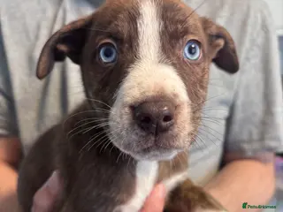 Mixed Breed dogs *4 LEFT!!* Husky x American Bulldog Pups - Advert 2