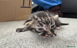 Mixed Breed cats for sale: Looking for their forever home! - Image 9