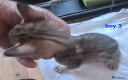 Savannah cats for sale: Savannah SBTF6 cubs with Serval traits stunning - Advert 13