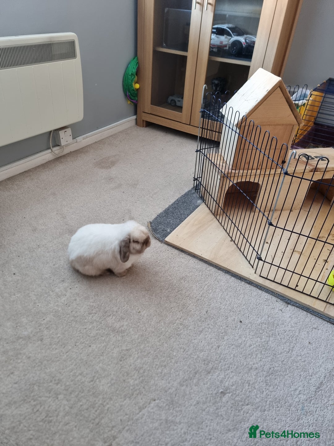 Mini Lop rabbits for sale: Beautiful friendly male mini lop - Advert 4