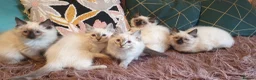 Ragdoll cats for sale: Beautiful GCCF Registered Ragdolls  - Advert 10