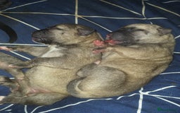 Mixed Breed dogs for sale: Cane corso x American akita cross for sale  - Image 1