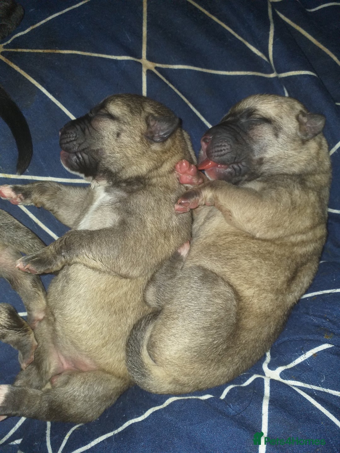 Mixed Breed dogs for sale: Cane corso x American akita cross for sale  - Image 1