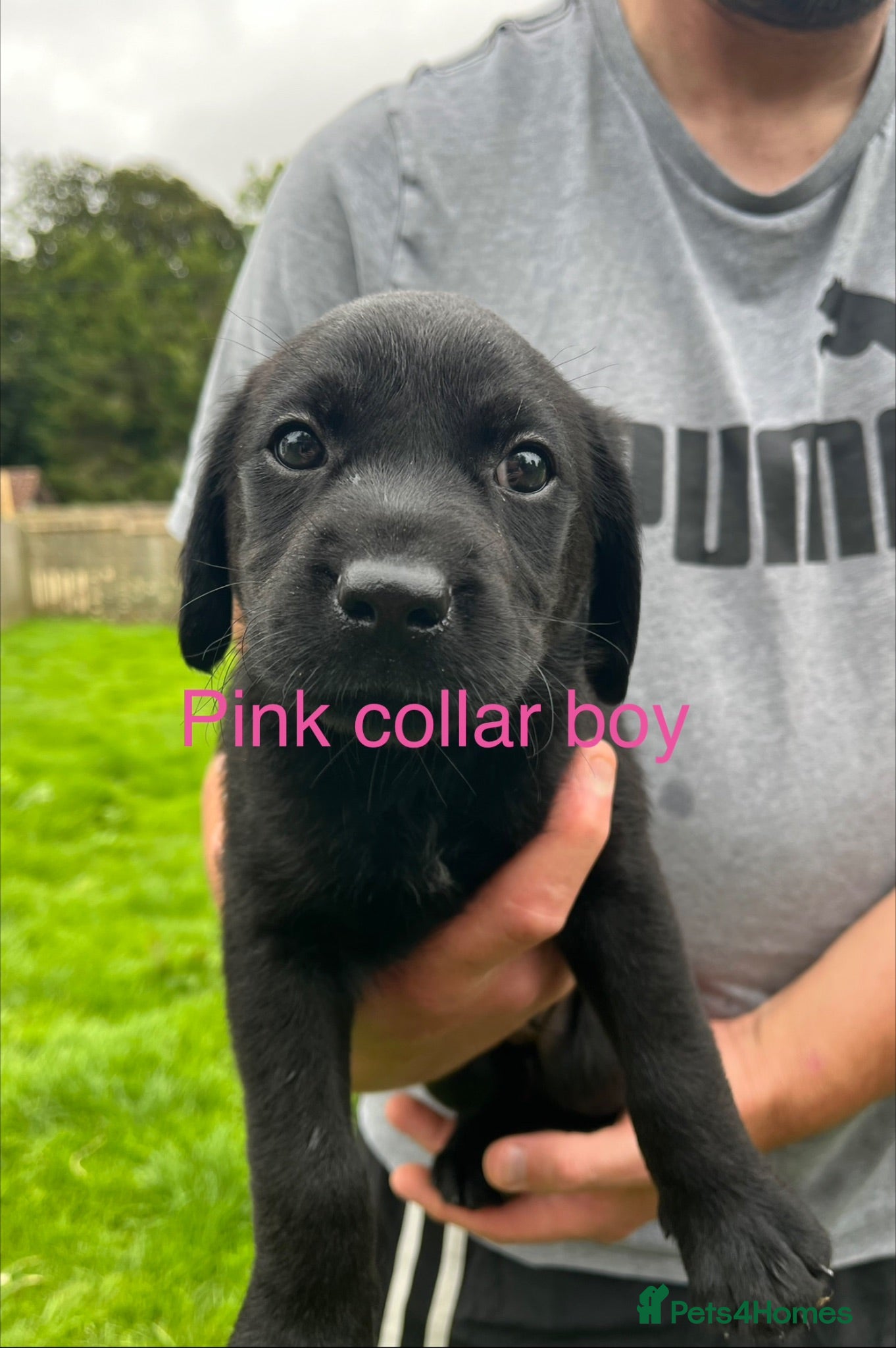 Labrador Retriever dogs Kc reg health tested Labrador pups  - Advert 1