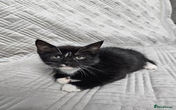 Mixed Breed cats for sale: Kittens for sale - Image 4